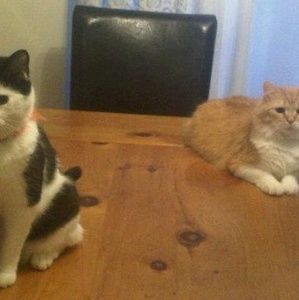 Meet your Posher, Lynne